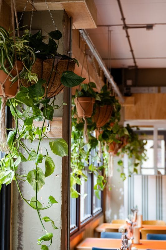 decoration of restaurant with plants